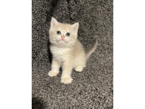 Anne baba şecereli safkan british shorthair ay12