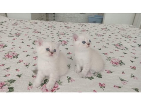 Saf kan british shorthair yavrular