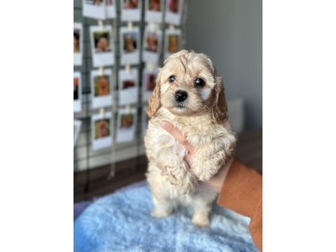 Mini maltipoo yavrularımız