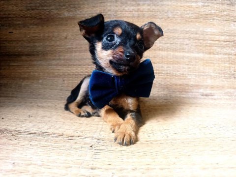 O bir avuç multi çocuk pinscher