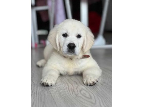 Safkan golden retriever bebekler