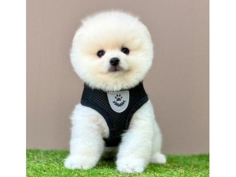 Sevimli pomeranian boo yavrularımız