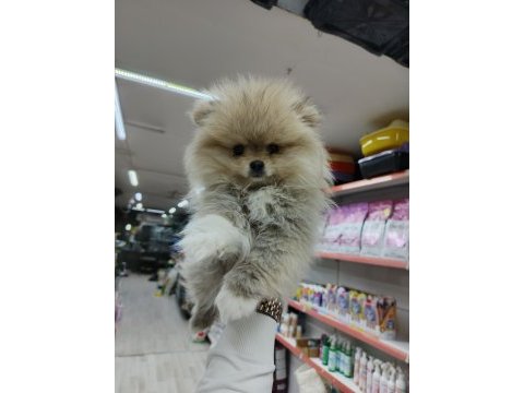 Yeni yuvalarına gitmeye hazır pomeranian