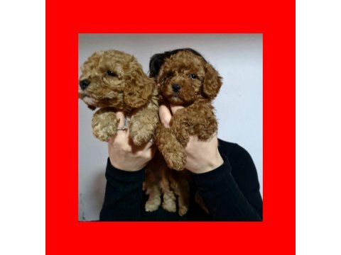 Harika kalitede poodle yavrularımız