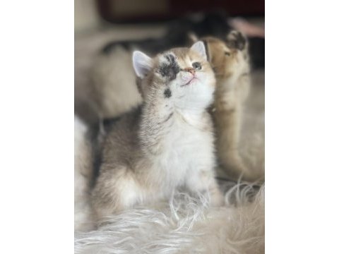 British shorthair golden anne baba şecereli dişi