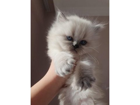 Blue point british shorthair rezerve ye açık