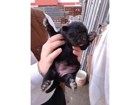 Cane corso yavrularımız doğmuştur