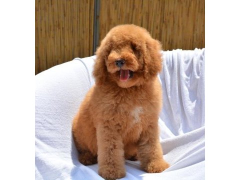 Dev labradoodle bebekler