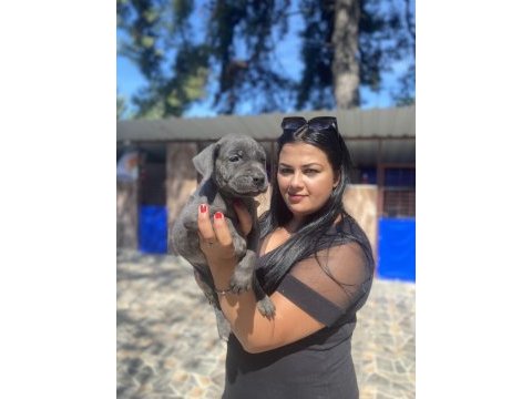 Blue mavi gözlü cane corso yavrularım