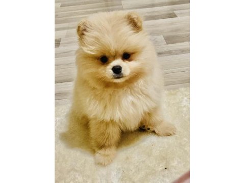 Sahibinden pomeranian yavruları