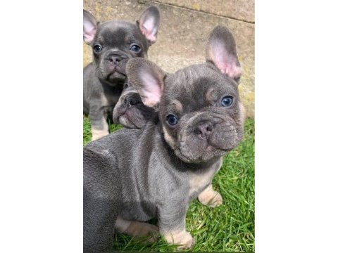 French bulldog blue gri mavi gözlü orijinal safkan garanti