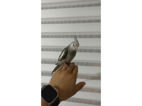 Erkek konuşur vaziyette sultan papağanı grey