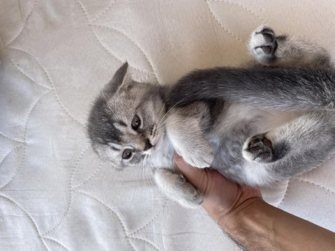 British shorthair