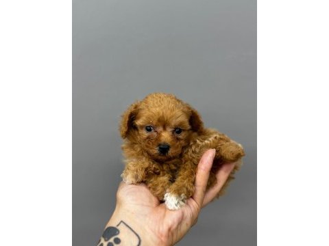 Koyu kahve maltipoo yavrularım