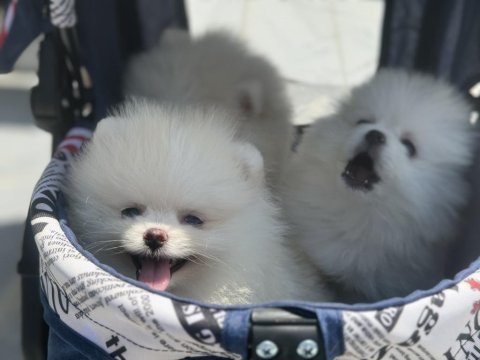 Ankaranın ruhsatlı çiftliğinden  pomeranian yavrular