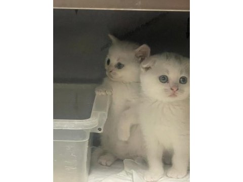 British shorthair bembeyaz bebekler yuva arıyor