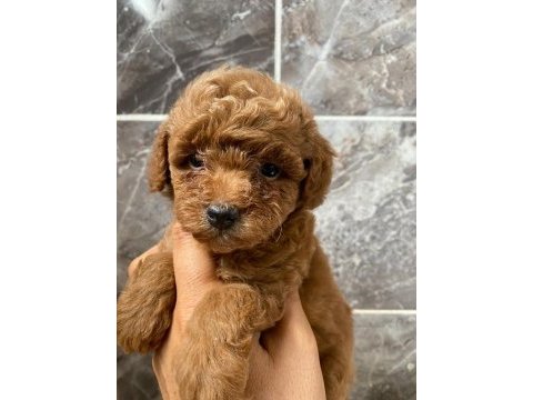 Orjinal toy poodle