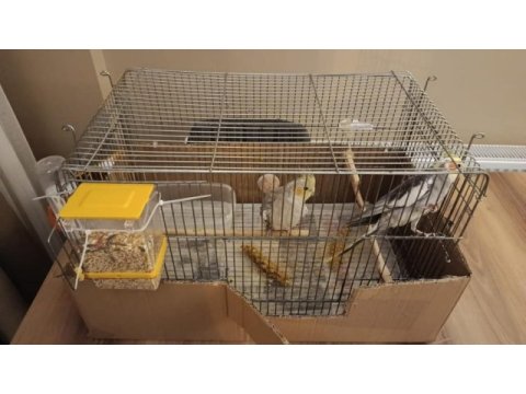 2 buçuk yaşında garanti bakıcı grey takım sultan