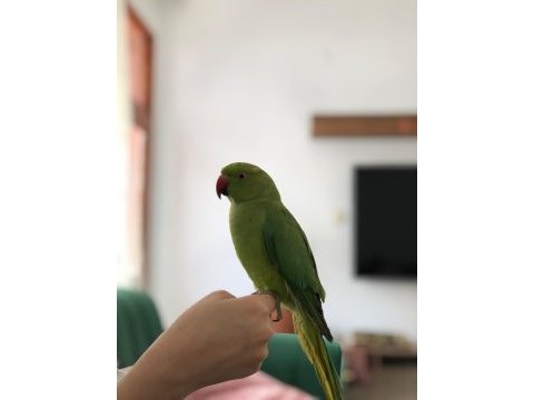 5 aylık pakistan papağanı