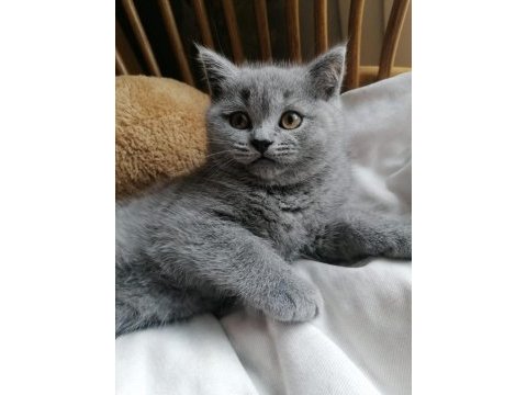 Babalık hakkımız teslime hazır british shorthair