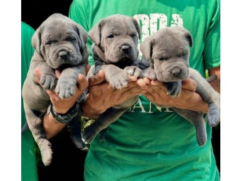 Black ve blue üst sınıf cane corso yavruları