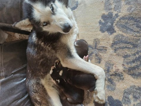 Has husky yavrusu yer afyon iscehisar