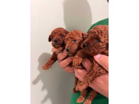 Kore teacup ve toy poodle yavrular
