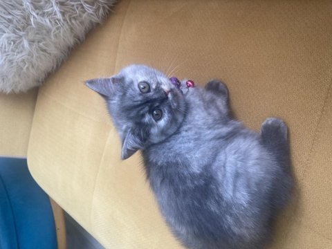Teslime hazır british shorthair dişi yavrum