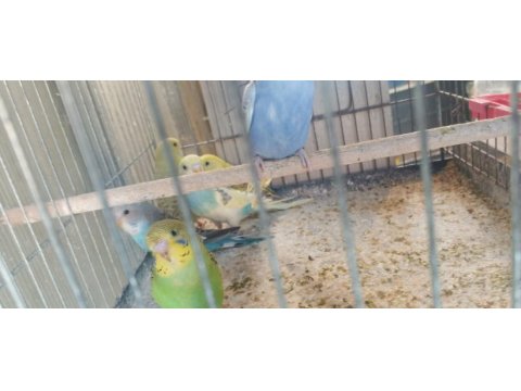 Yeni yeme inmiş yavru bebek muhabbet kuşlar