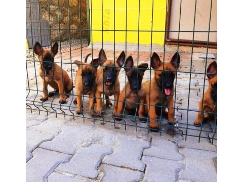 Muhteşem kan hattı malinois yavrular