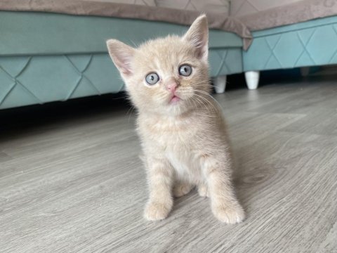 Scottish fold sağlıklı ev kedilerim
