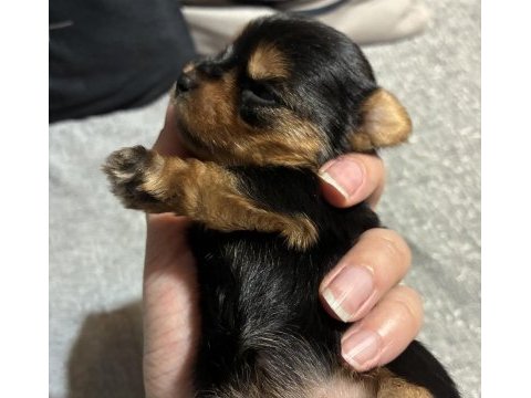 Saf kan a kalite türkiyede böylesi yok yorkshire terrier