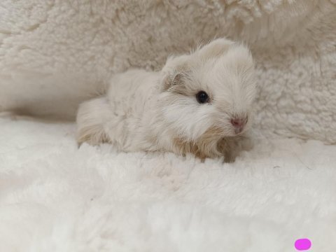 Sevimli guinea pig yavrular