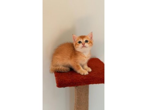 Altın sarısı golden british shorthair kızım