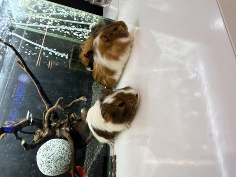 Ginepig yavruları citypetshop