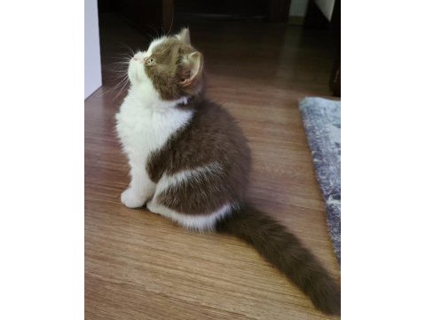 Cinnamon bicolor dişi british shorthair