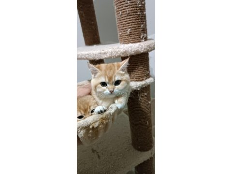 Show kalite british shorthair golden by11 by12 yavrular