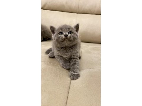 A kalite ayı kafa yavru british shorthair