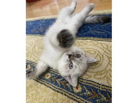 Kedimiz boncuk yeni yuvasını arıyor