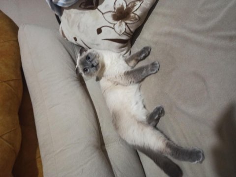Sahiplendirilecek scottish fold kırık kulak