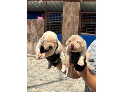 Labrador yavrusu köpekler