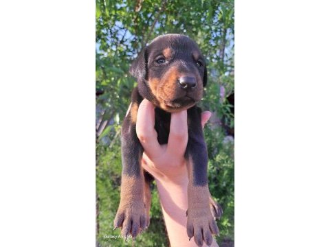 A kalite king doberman yavrular