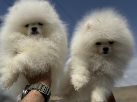 Yasal ruhsatlı çiftlikden pomeranian boo yavrular