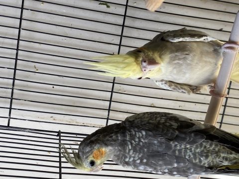 Albino-lıtino -grey yavru sultanlar 