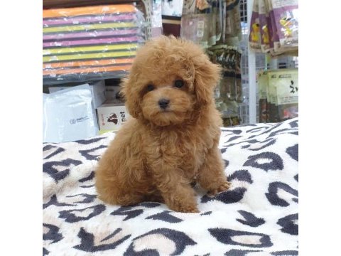 Irk garantili toy poodle yavruları