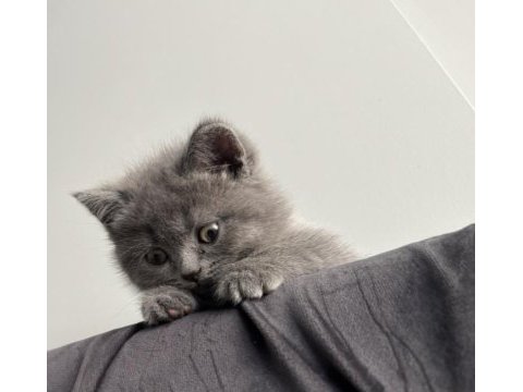 Dişi yavru british shorthair