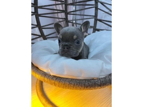 Rengarenk micro french bulldog bebekler