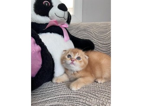 Daha güzel kediler doğmadı