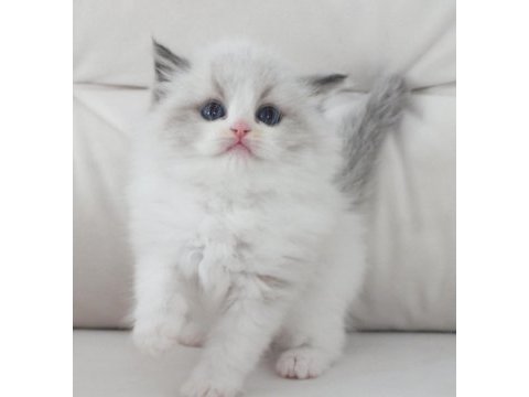 Full şecereli ragdoll yavruları