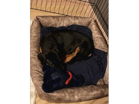 2 aylık doberman yavrumuz